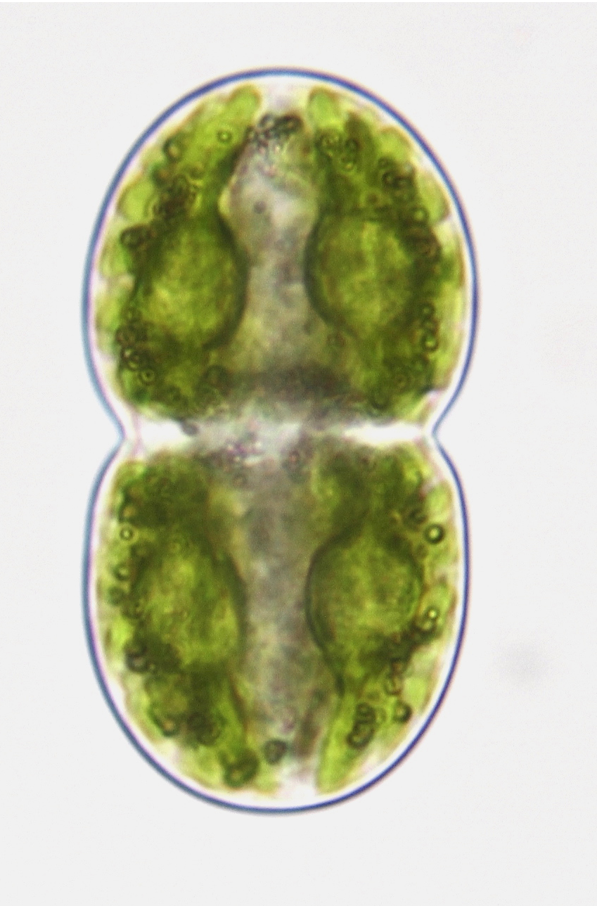 Cosmarium thwaitesii
